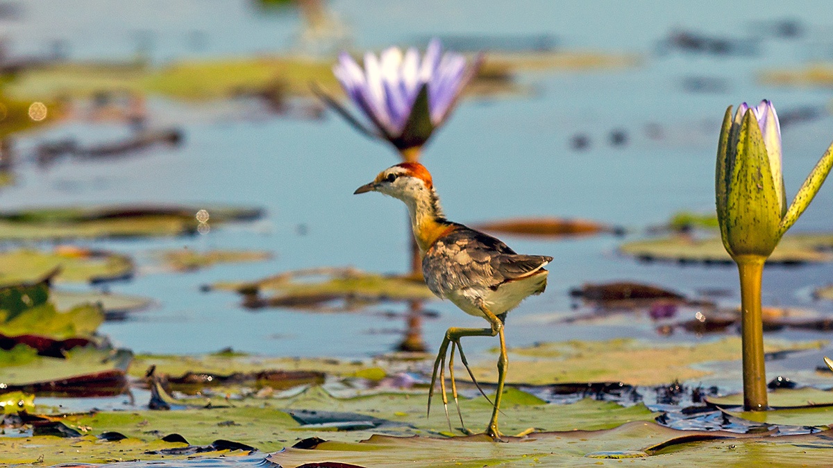 Lesser Jacana [Microparra capensis]