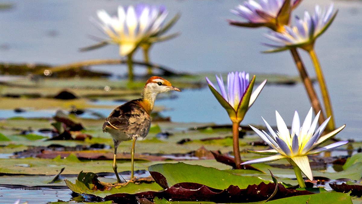 Lesser Jacana [Microparra capensis]