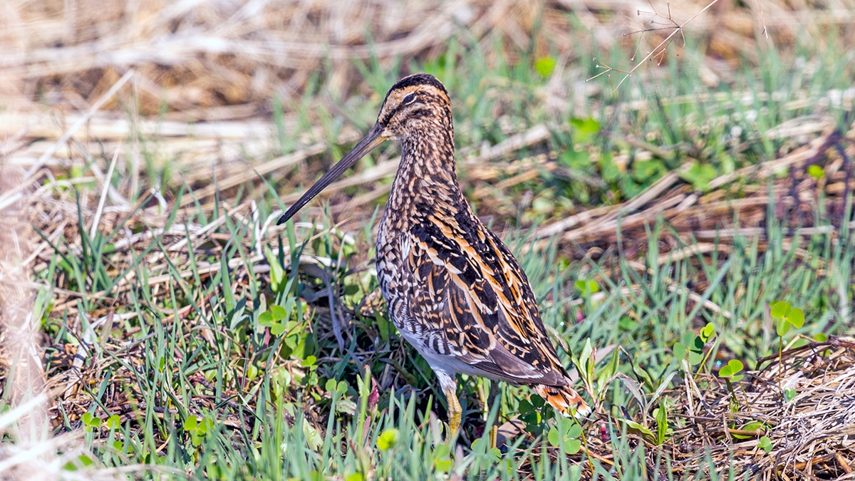 African Snipe [Gallinago nigripennis nigripennis]