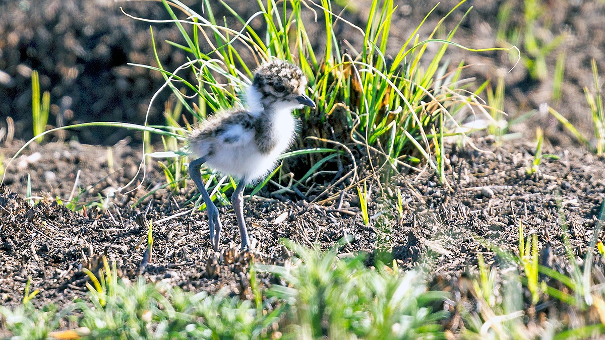 Blacksmith Lapwing [Vanellus armatus]