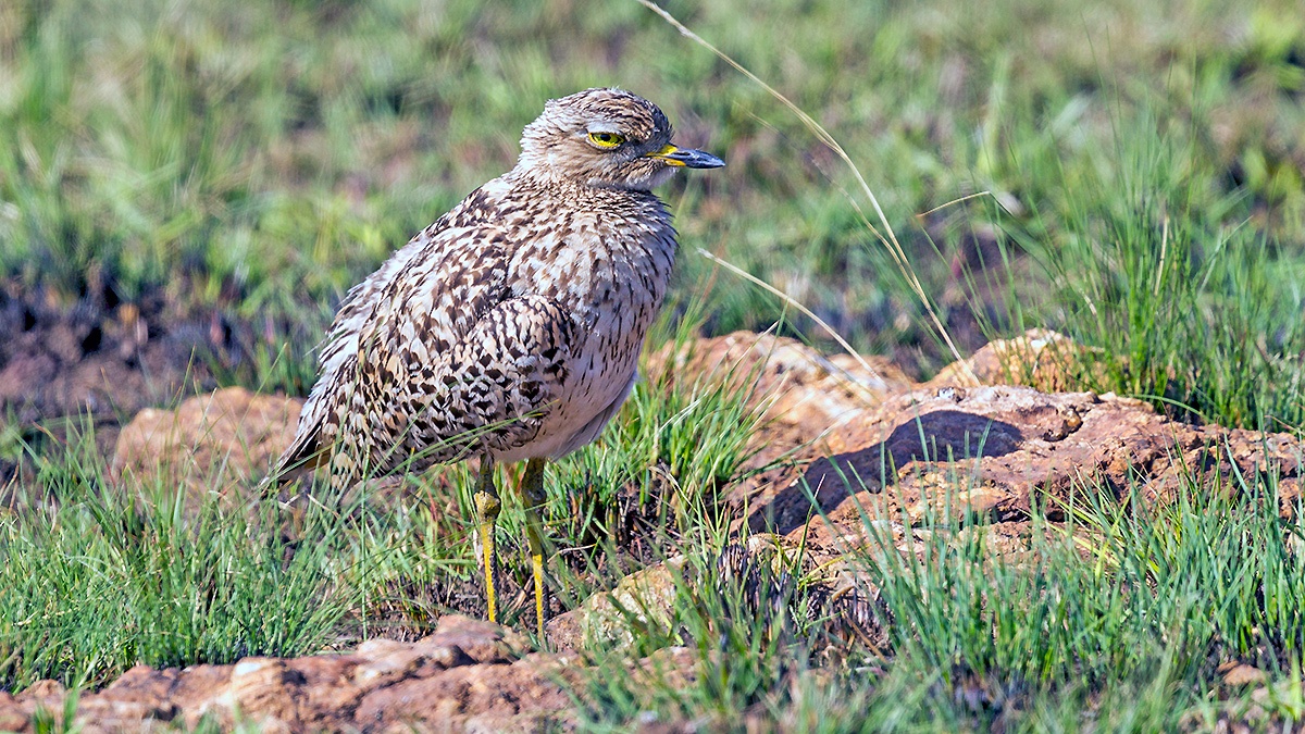 Spotted Thick-knee [Burhinus capensis capensis]