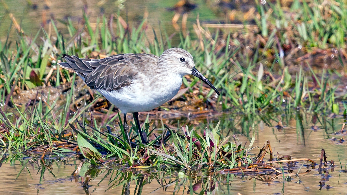 Curlew Sandpiper [Calidris ferruginea]