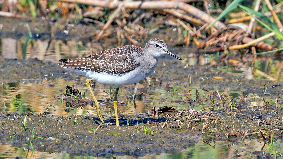 Wood Sandpiper [Tringa glareola]