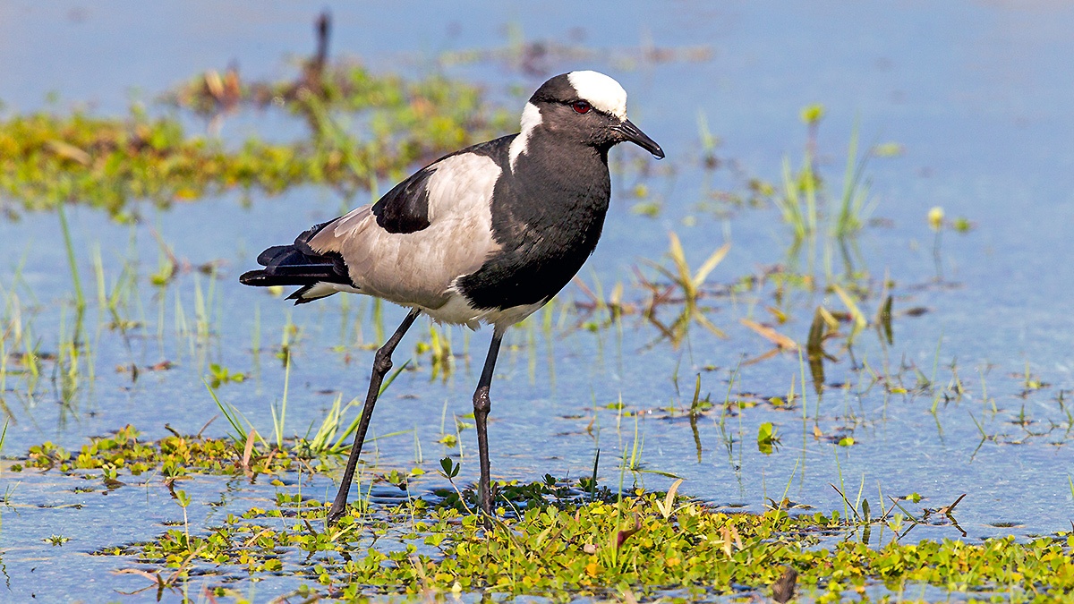 Blacksmith Lapwing [Vanellus armatus]