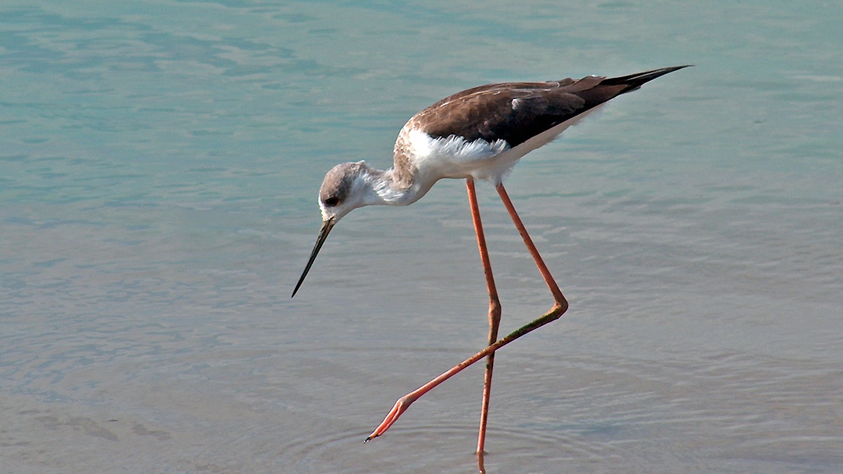 Black-winged Stilt [Himantopus himantopus]