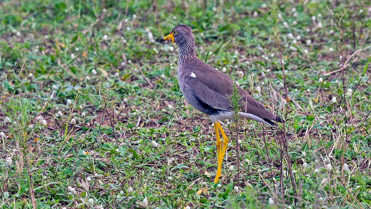 African Wattled Lapwing [Vanellus senegallus lateralis]