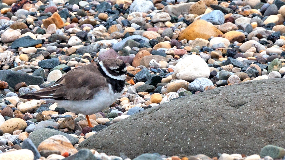 Common Ringed Plover [Charadrius hiaticula hiaticula]
