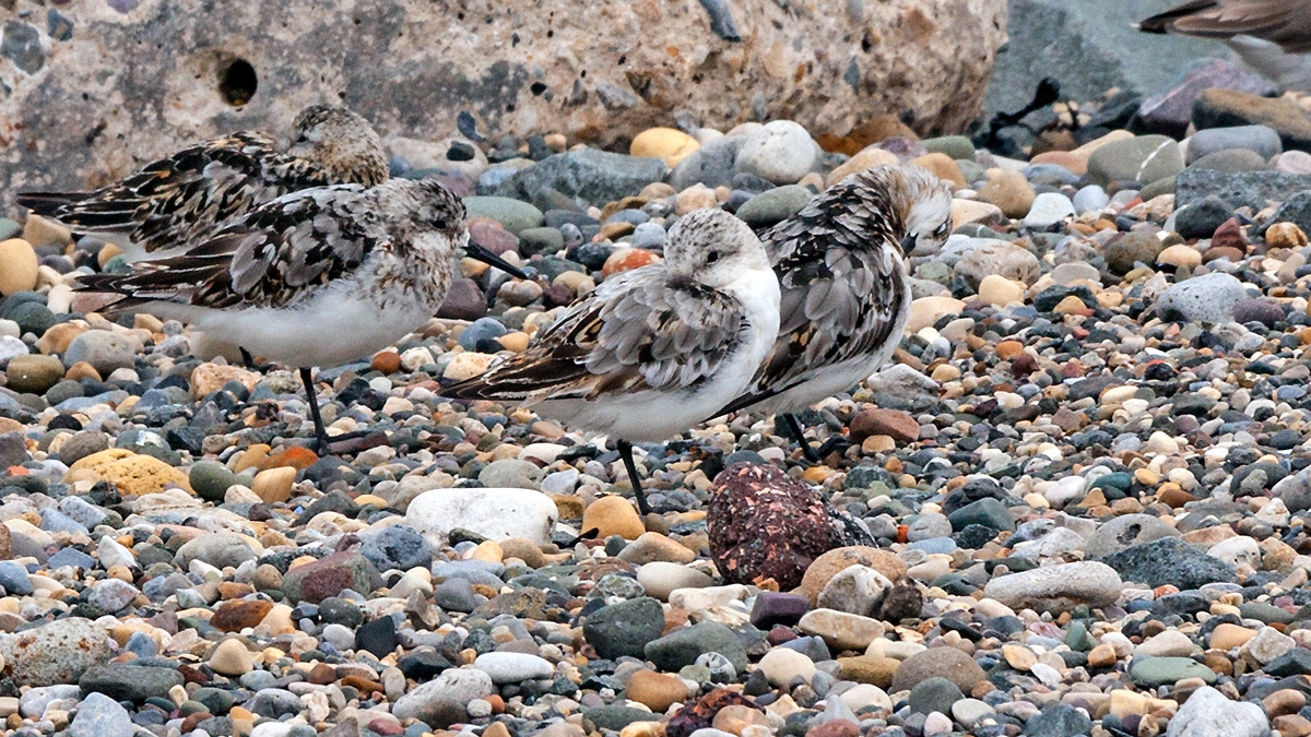 Sanderling [Calidris alba alba]