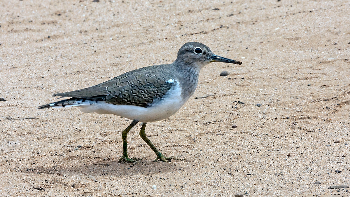 Common Sandpiper [Actitis hypoleucos]