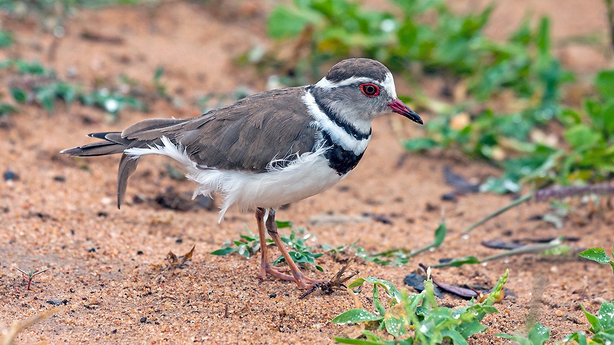 Three-banded Plover [Charadrius tricollaris tricollaris]