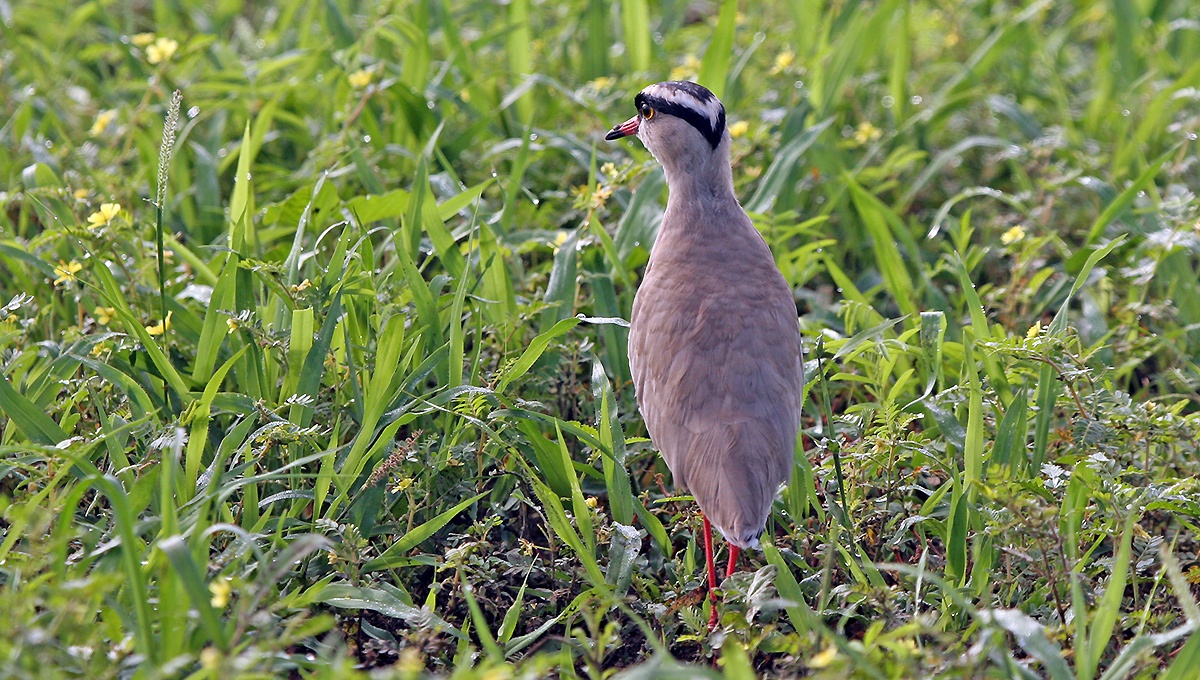 Crowned Lapwing [Vanellus melanopterus melanopterus]