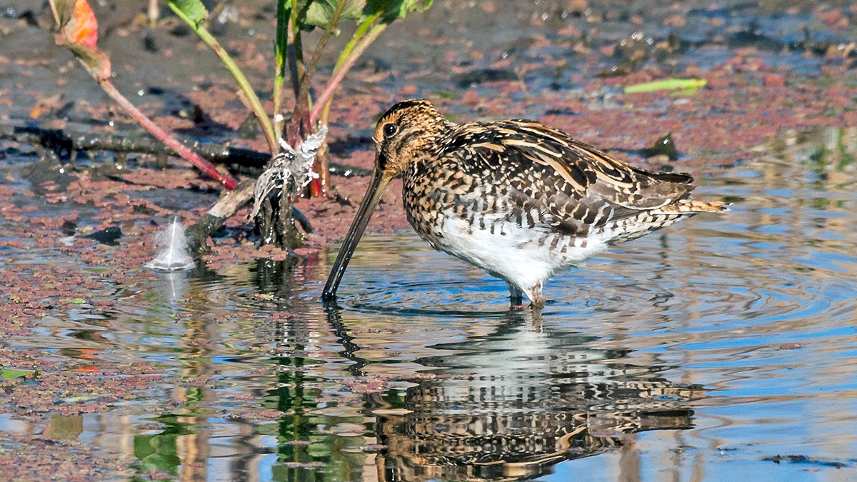 African Snipe [Gallinago nigripennis nigripennis]
