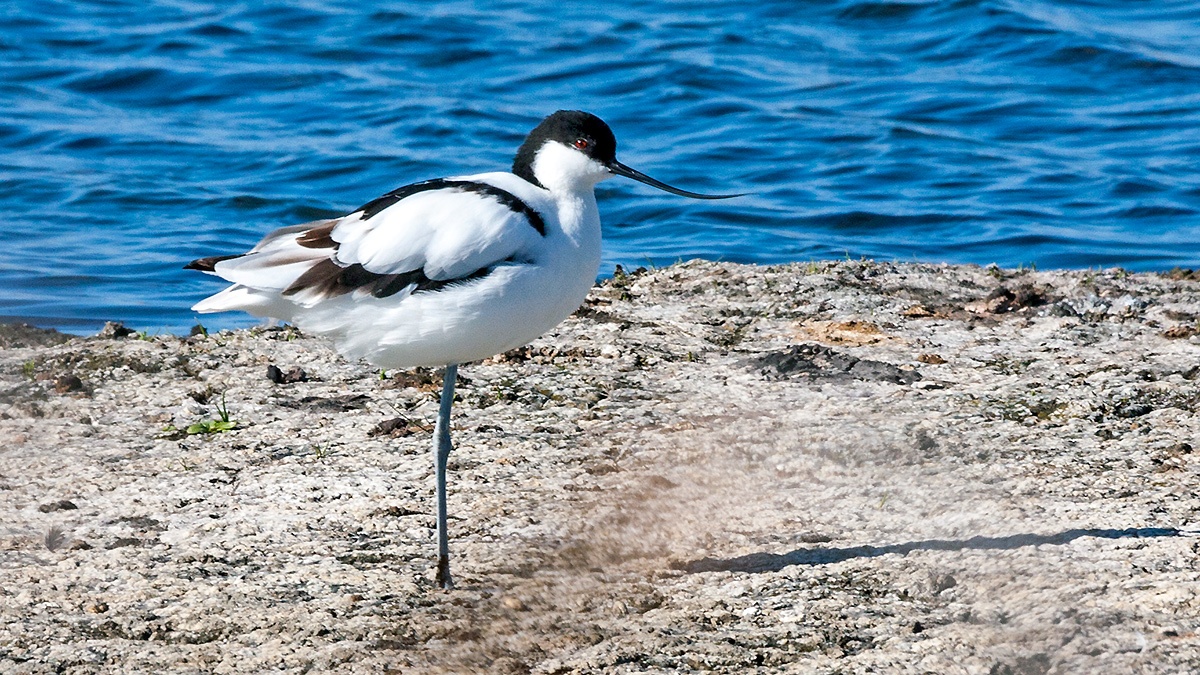 Pied Avocet [Recurvirostra avosetta]