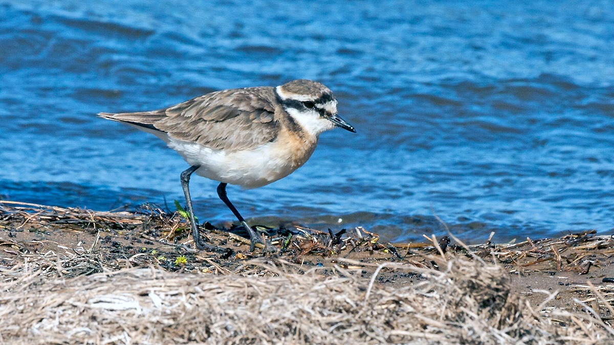 Kittlitz's Plover [Anarhynchus pecuarius]