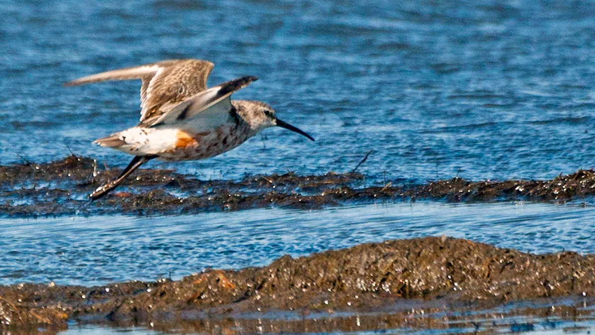 Curlew Sandpiper [Calidris ferruginea]