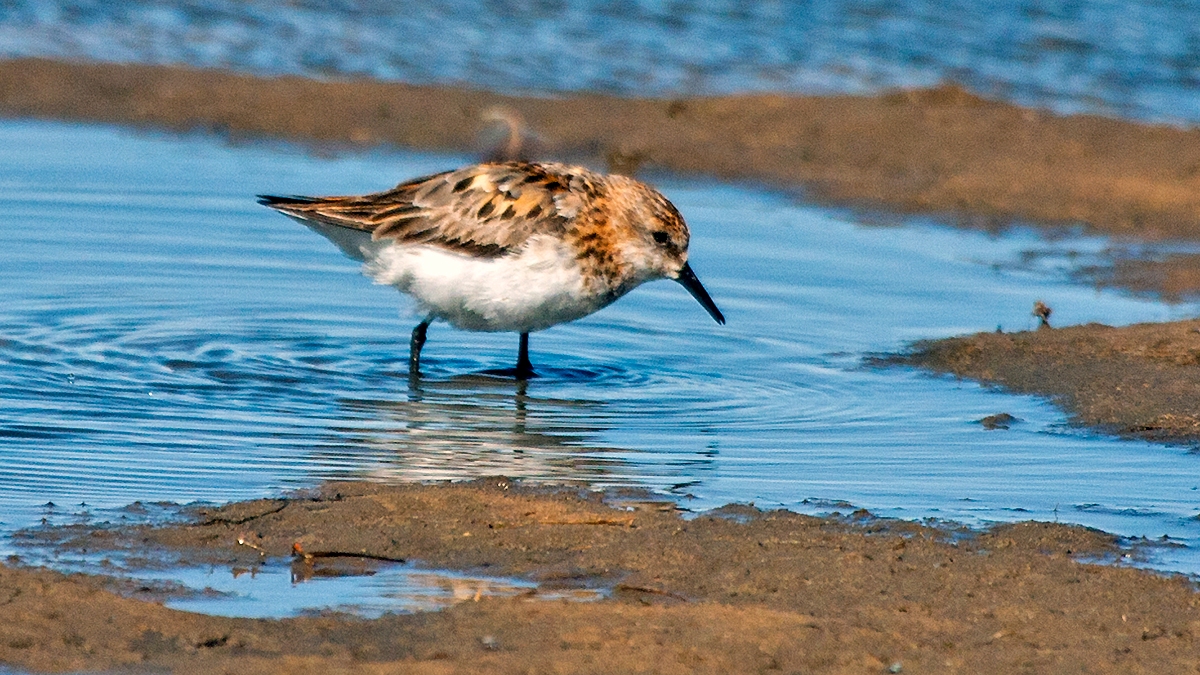 Little Stint [Calidris minuta]