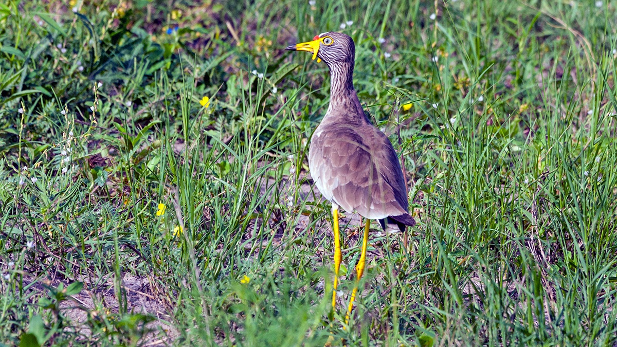 African Wattled Lapwing [Vanellus senegallus lateralis]