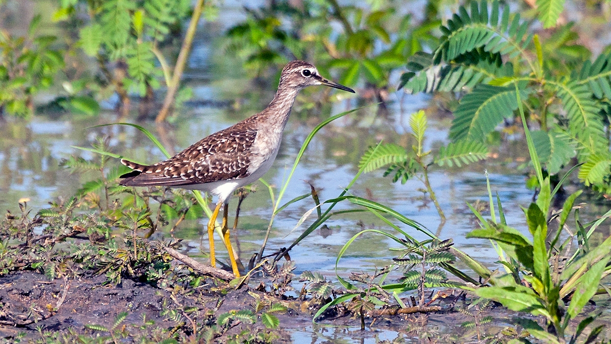 Wood Sandpiper [Tringa glareola]
