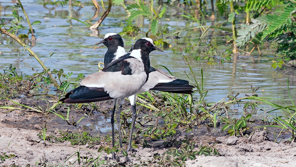 Blacksmith Lapwing [Vanellus armatus]