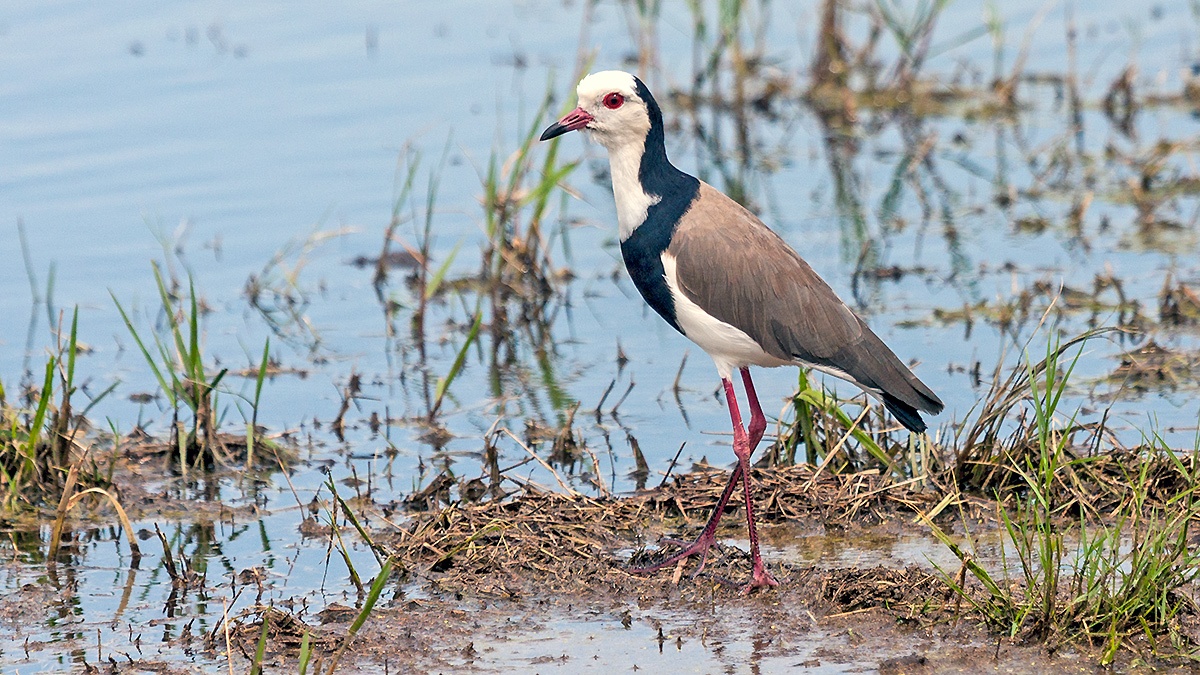 Long-toed Lapwing [Vanellus crassirostris leucopterus]