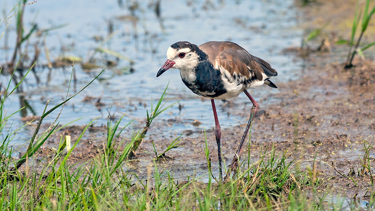 Long-toed Lapwing [Vanellus crassirostris leucopterus]