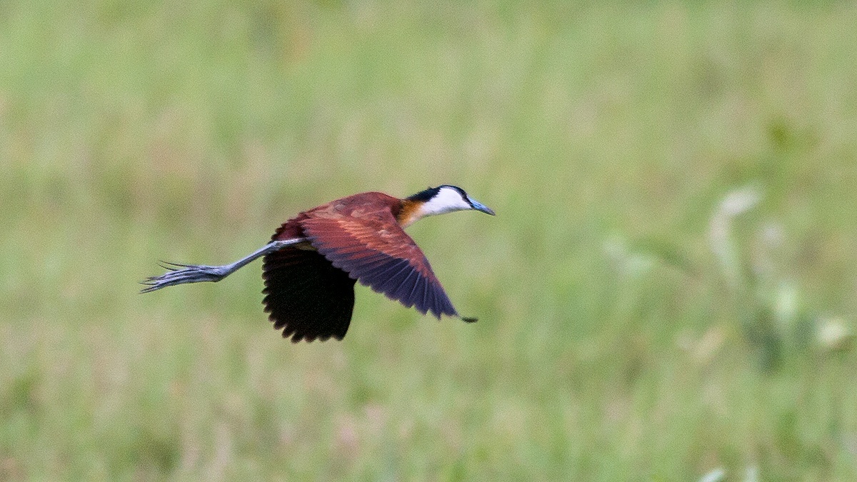 African Jacana [Actophilornis africanus]