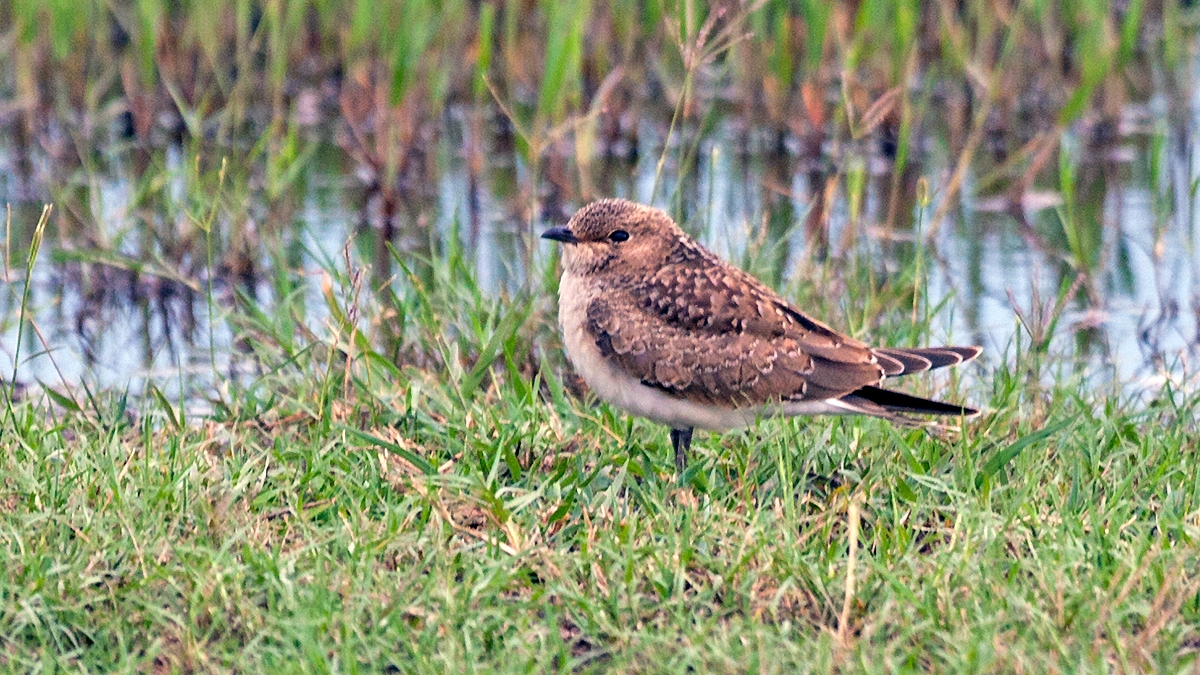 Collared Pratincole [Glareola pratincola fuelleborni]