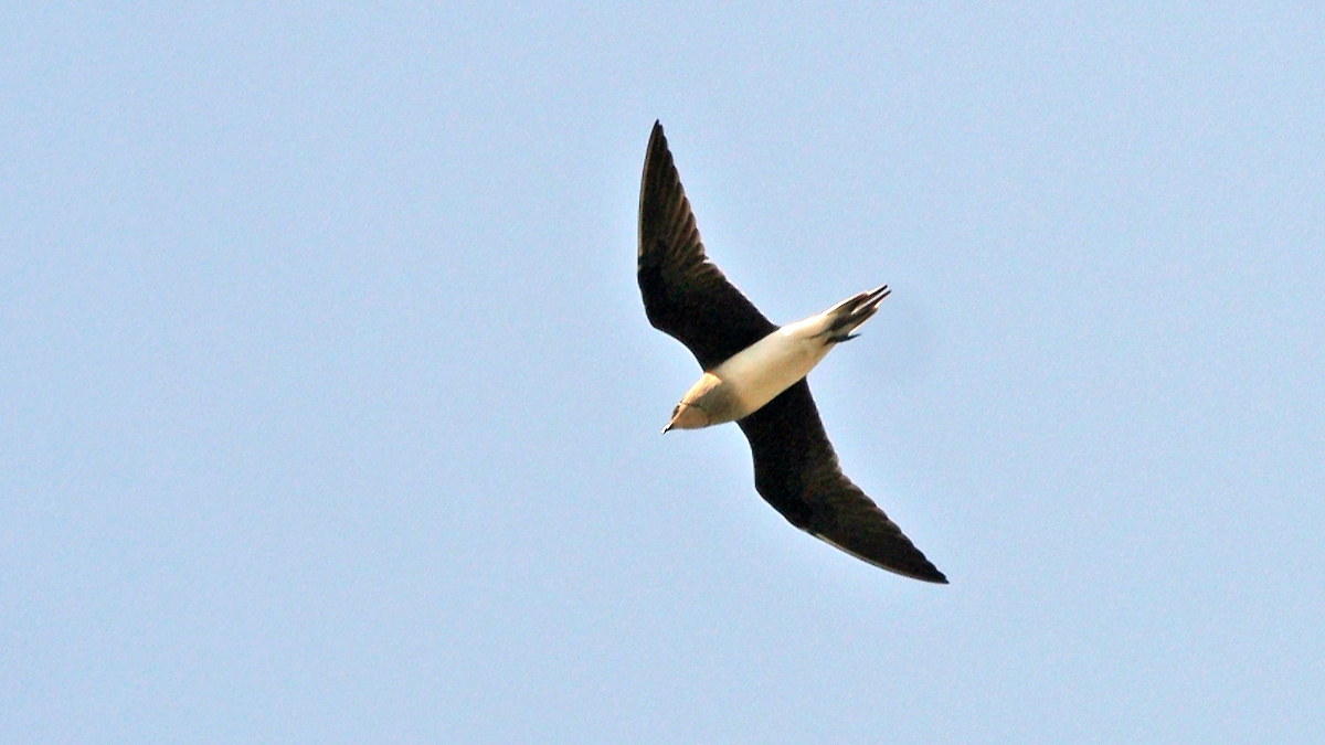Black-winged Pratincole [Glareola nordmanni]