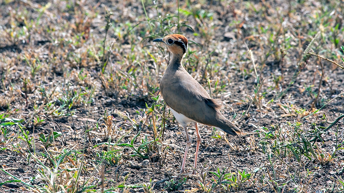 Temminck's Courser [Cursorius temminckii ruvanensis]