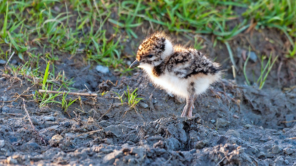 Northern Lapwing [Vanellus vanellus]