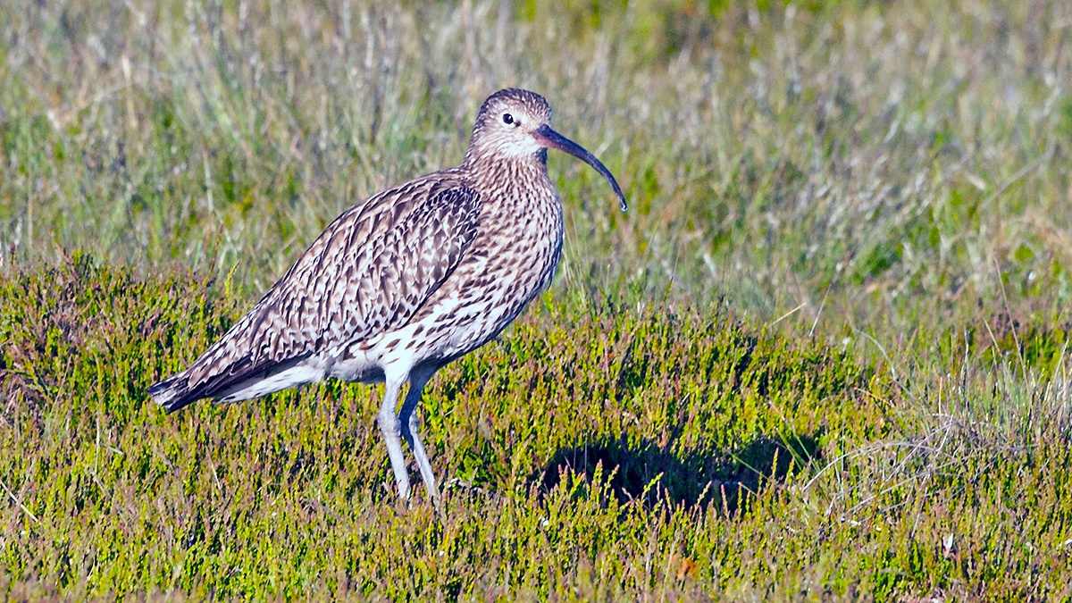 Eurasian Curlew [Numenius arquata arquata]
