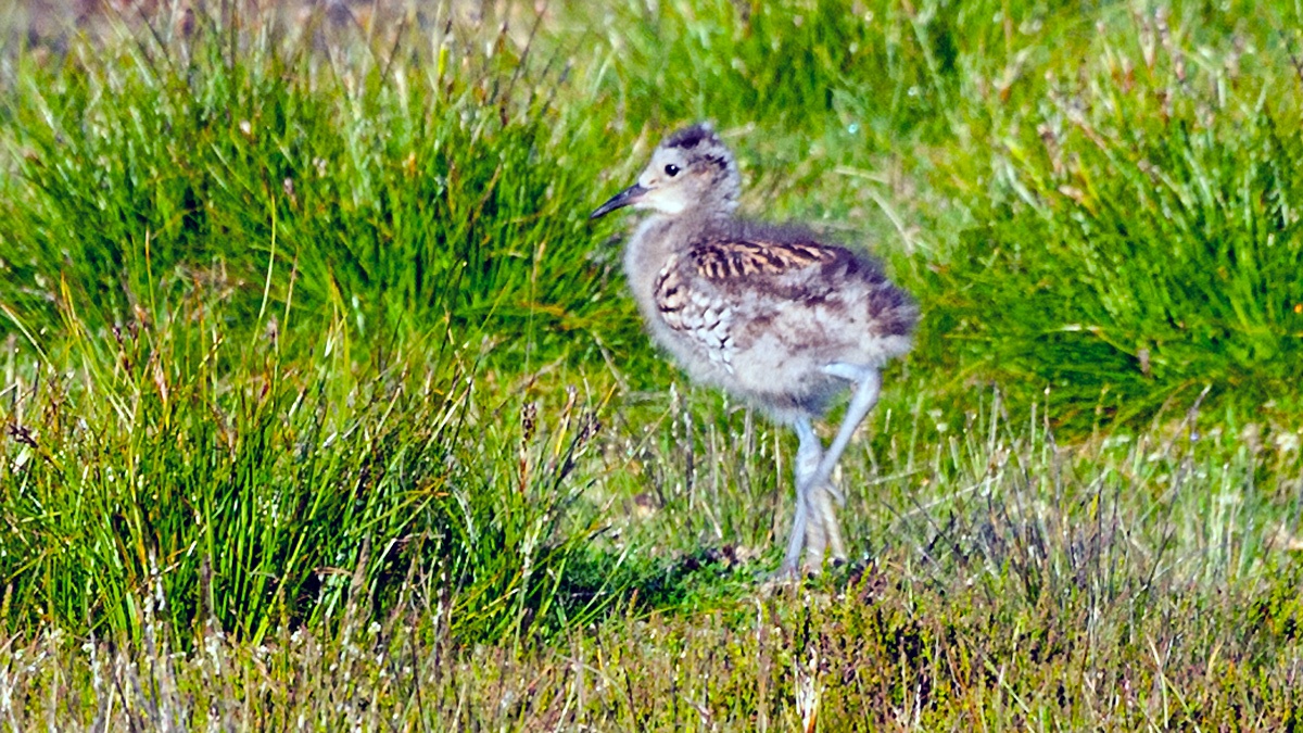 Eurasian Curlew [Numenius arquata arquata]