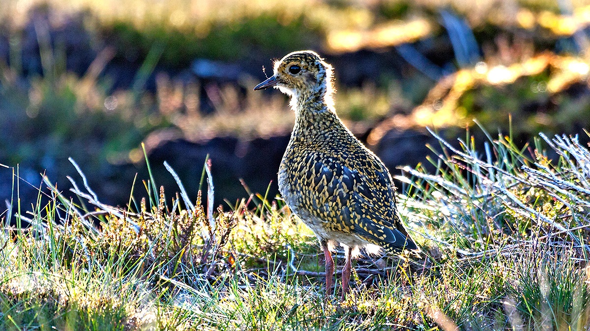 European Golden Plover [Pluvialis apricaria]