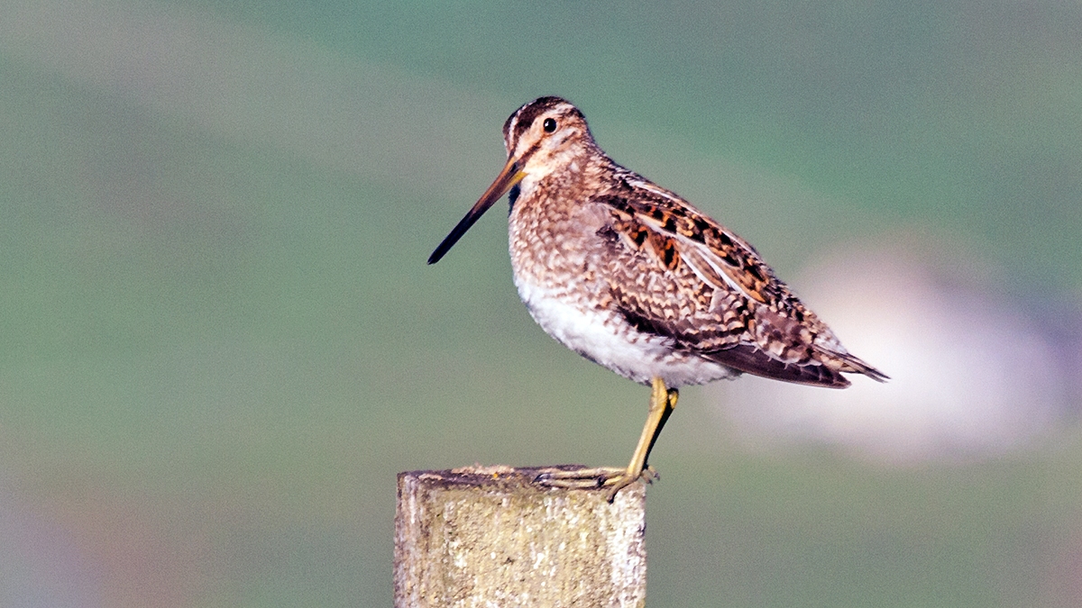 Common Snipe [Gallinago gallinago gallinago]