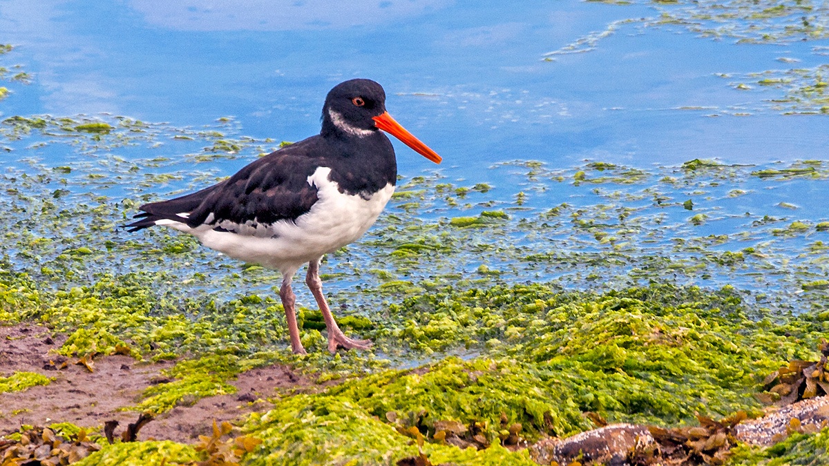 Eurasian Oystercatcher [Haematopus ostralegus ostralegus]