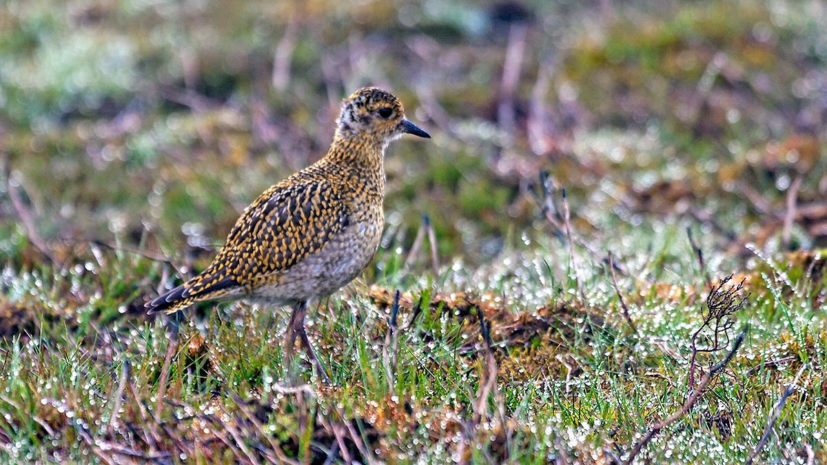 European Golden Plover [Pluvialis apricaria]