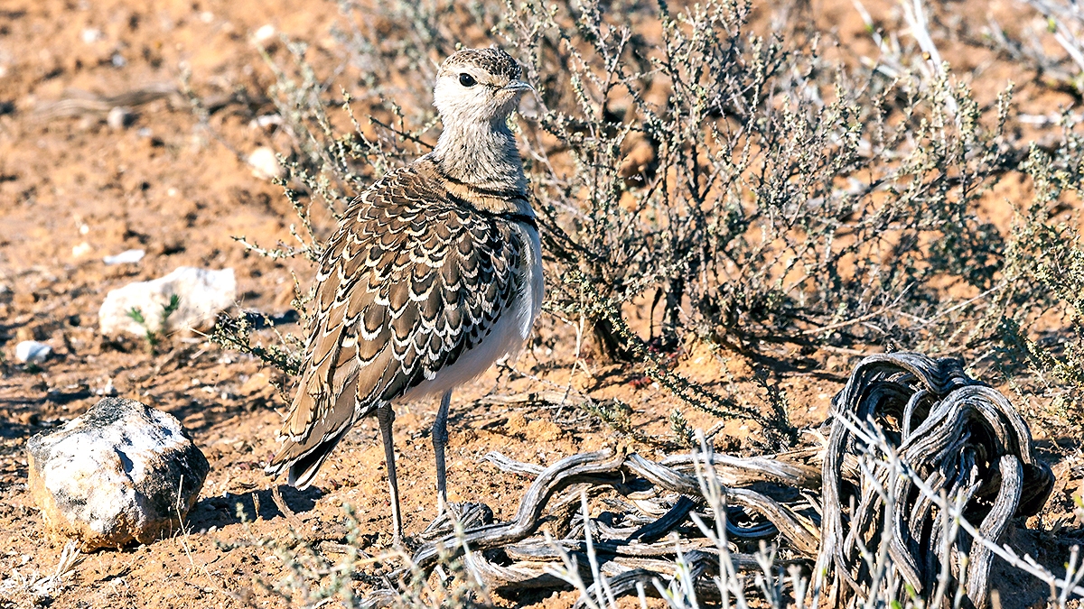 Double-banded Courser [Rhinoptilus africanus africanus]
