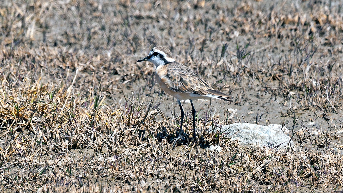 Kittlitz's Plover [Anarhynchus pecuarius]