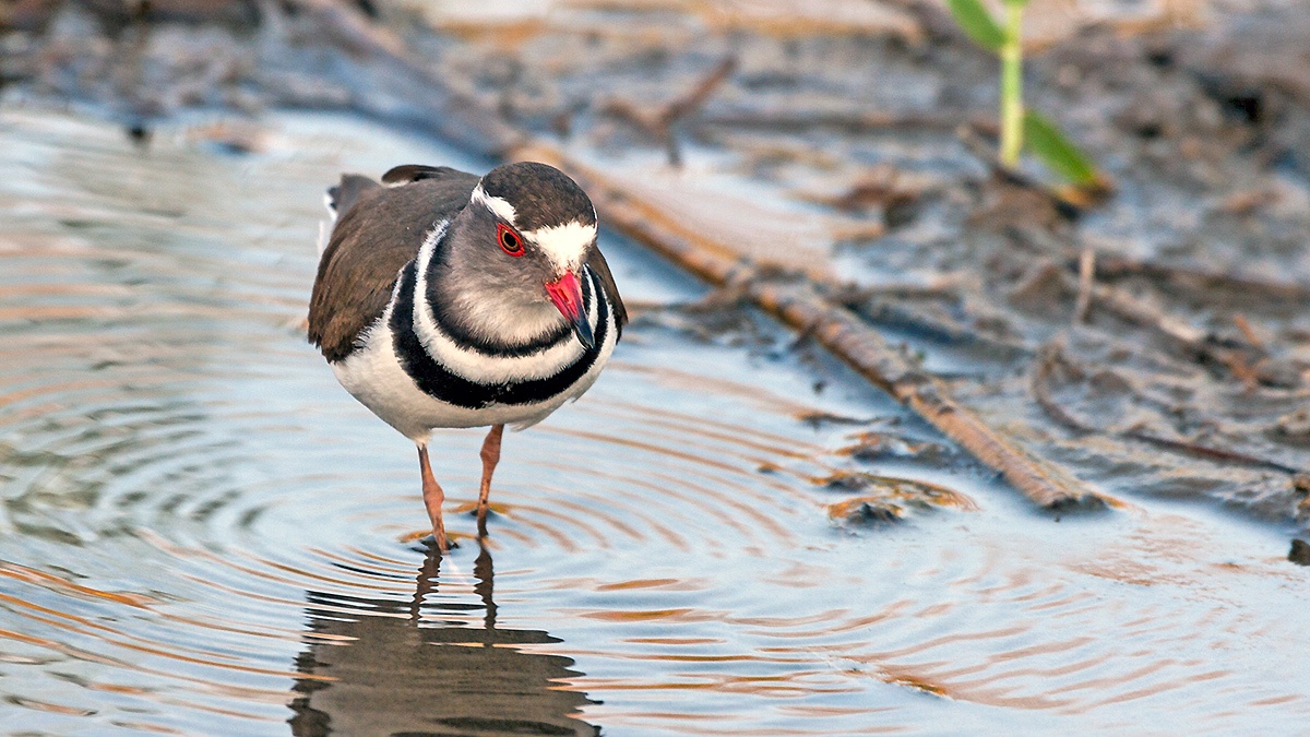 Three-banded Plover [Charadrius tricollaris tricollaris]
