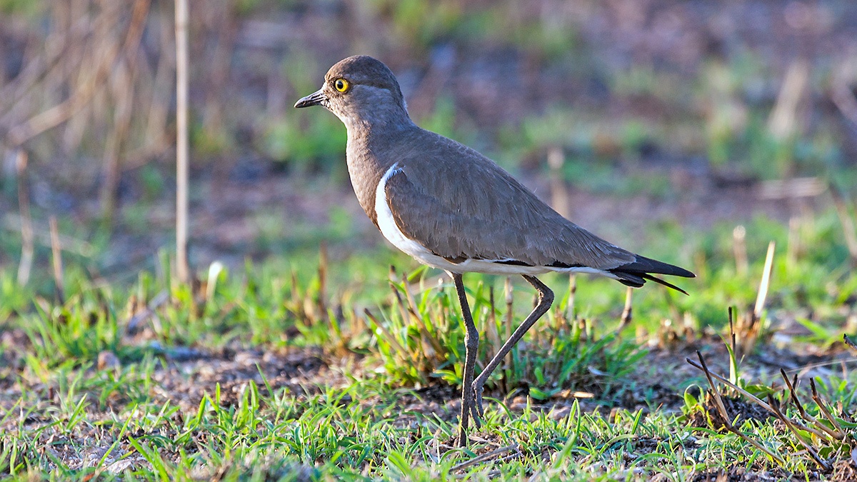 Senegal Lapwing [Vanellus lugubris]
