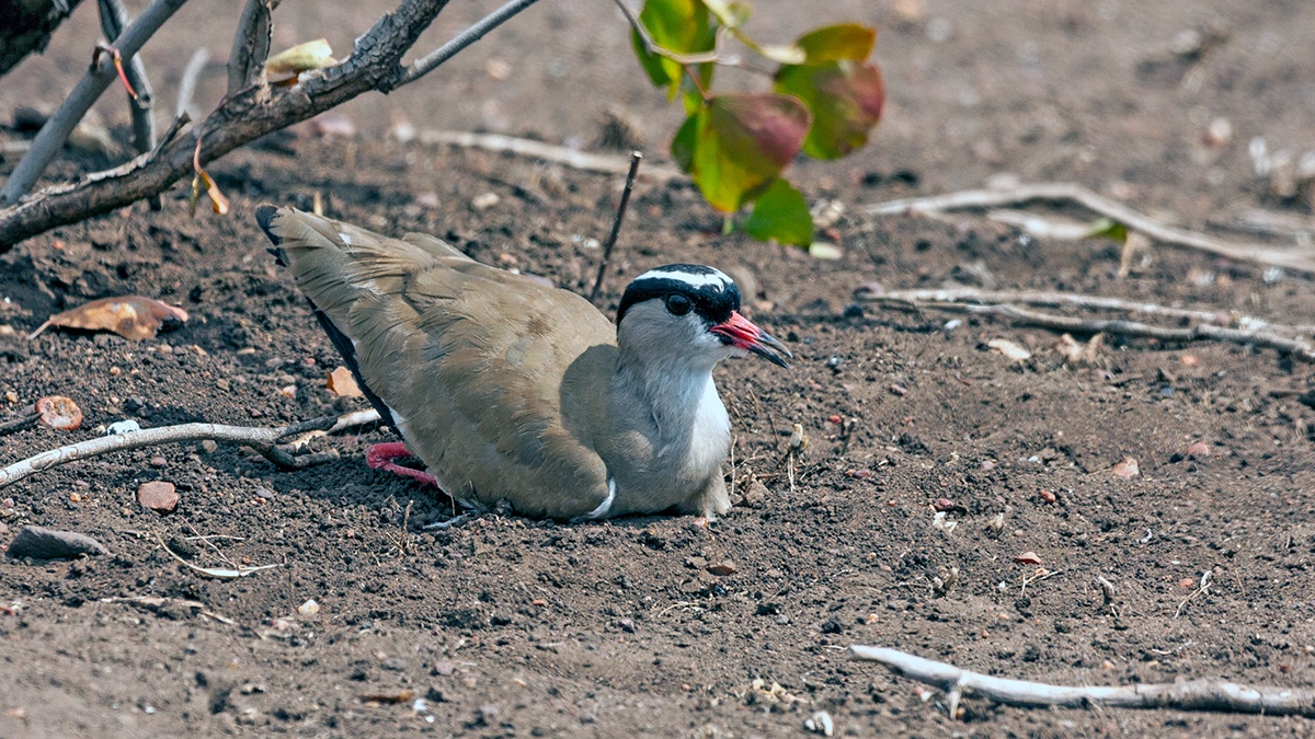 Crowned Lapwing [Vanellus melanopterus melanopterus]