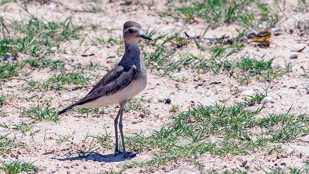 Caspian Plover [Anarhynchus asiaticus]