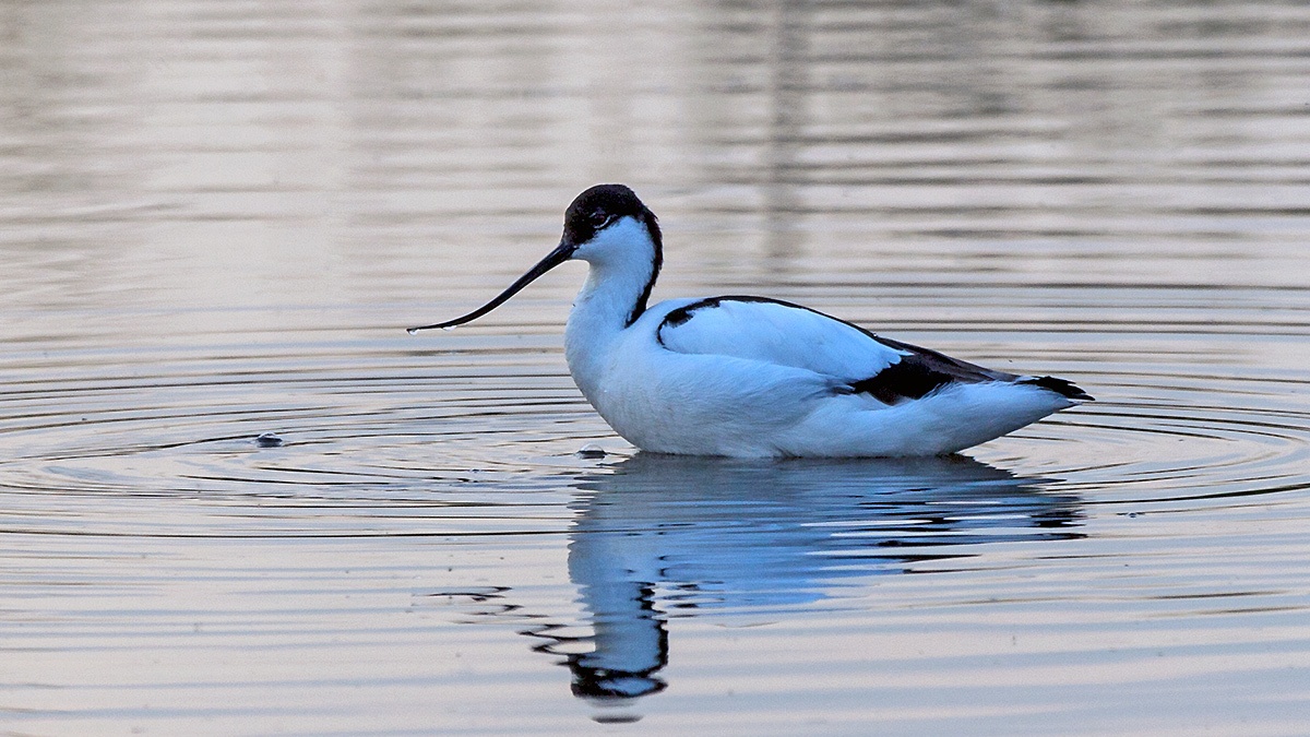 Pied Avocet [Recurvirostra avosetta]
