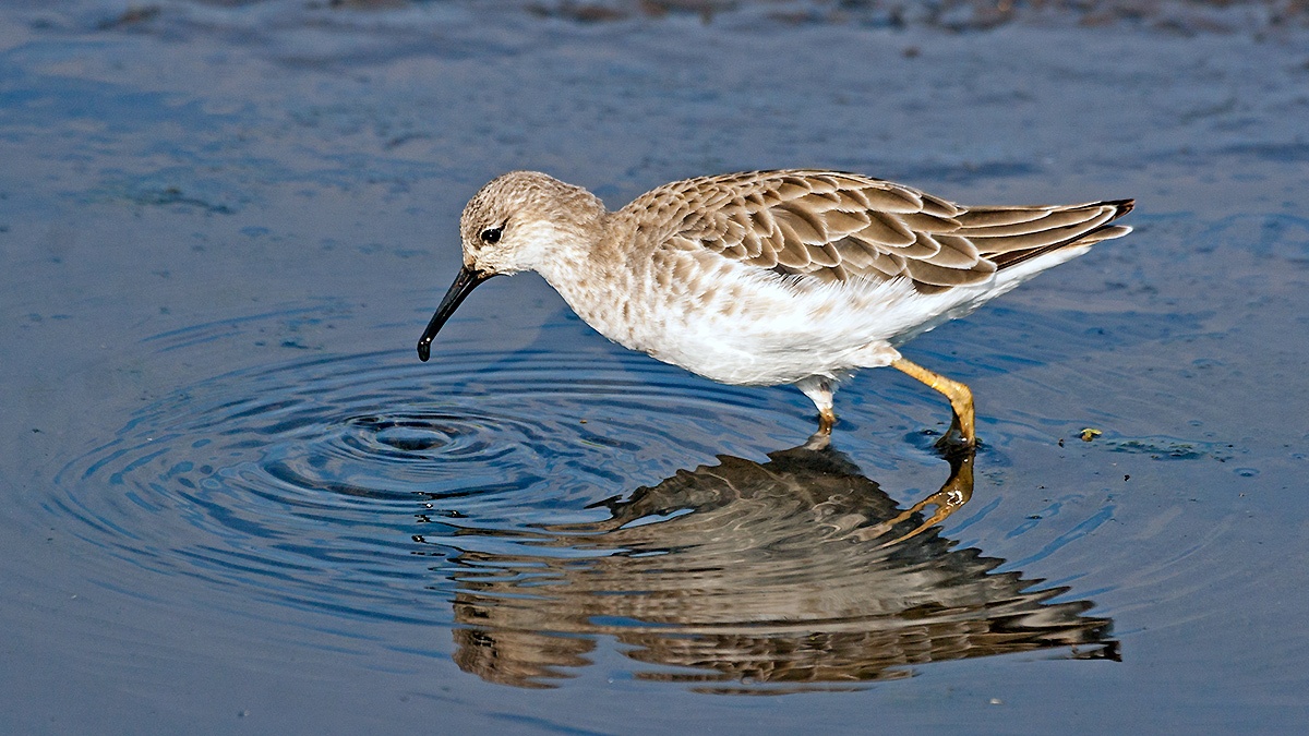 Ruff [Calidris pugnax]