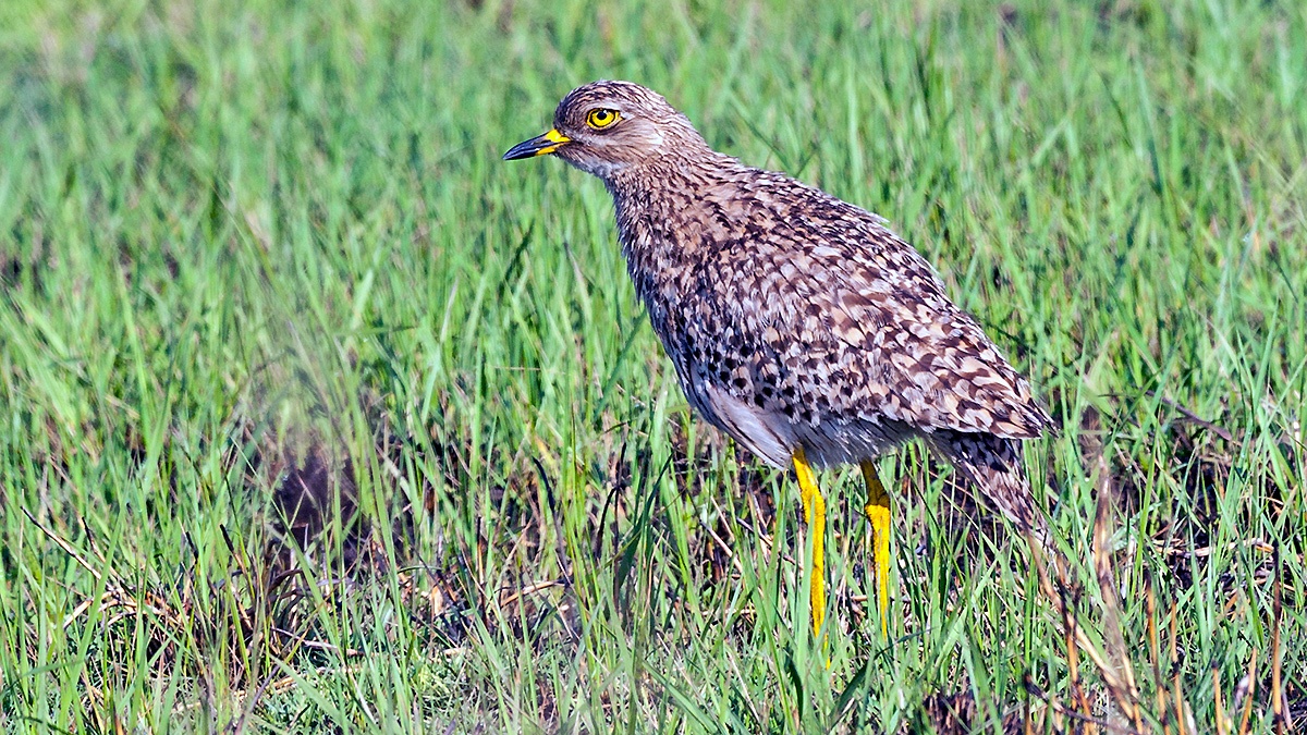 Spotted Thick-knee [Burhinus capensis capensis]