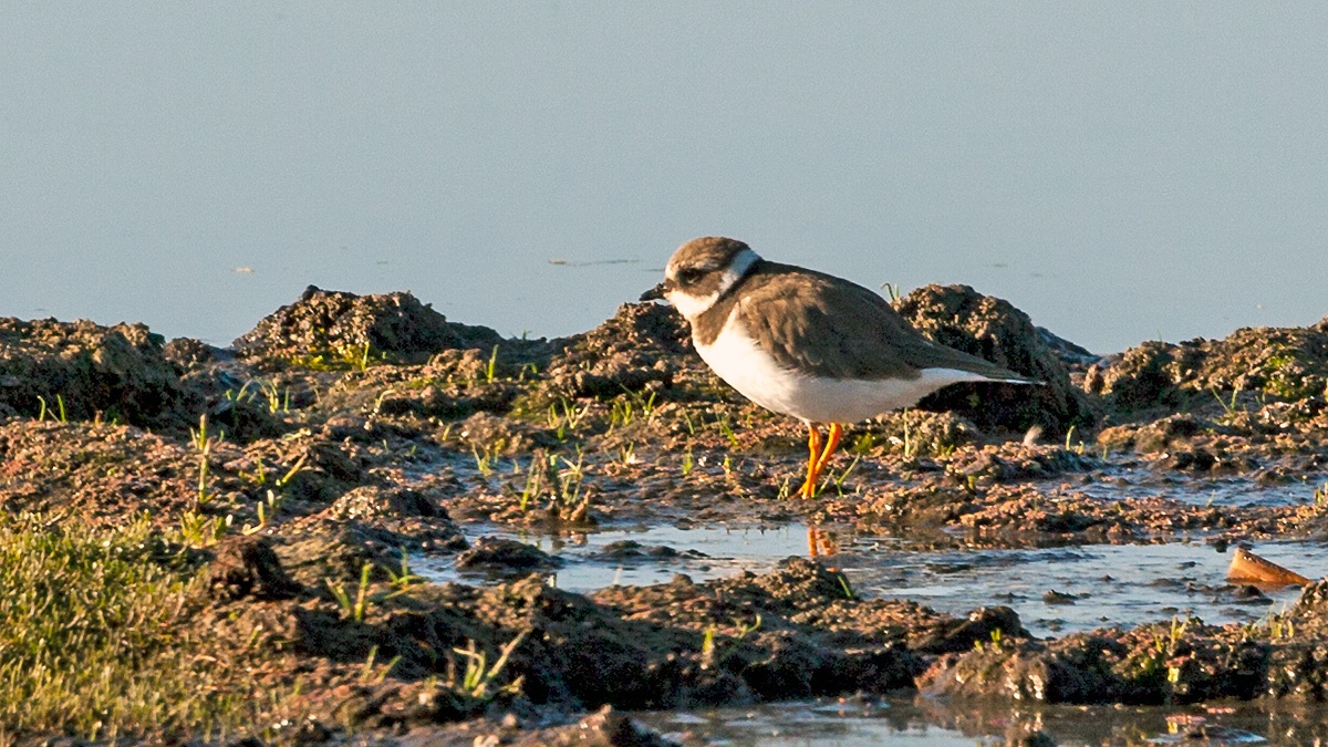 Common Ringed Plover [Charadrius hiaticula tundrae]