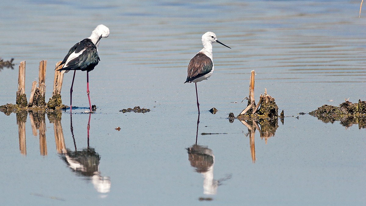 Black-winged Stilt [Himantopus himantopus]