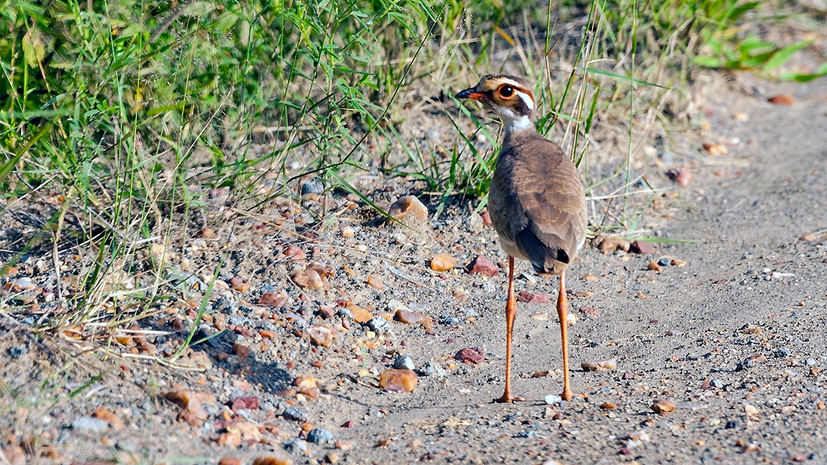 Bronze-winged Courser [Rhinoptilus chalcopterus]