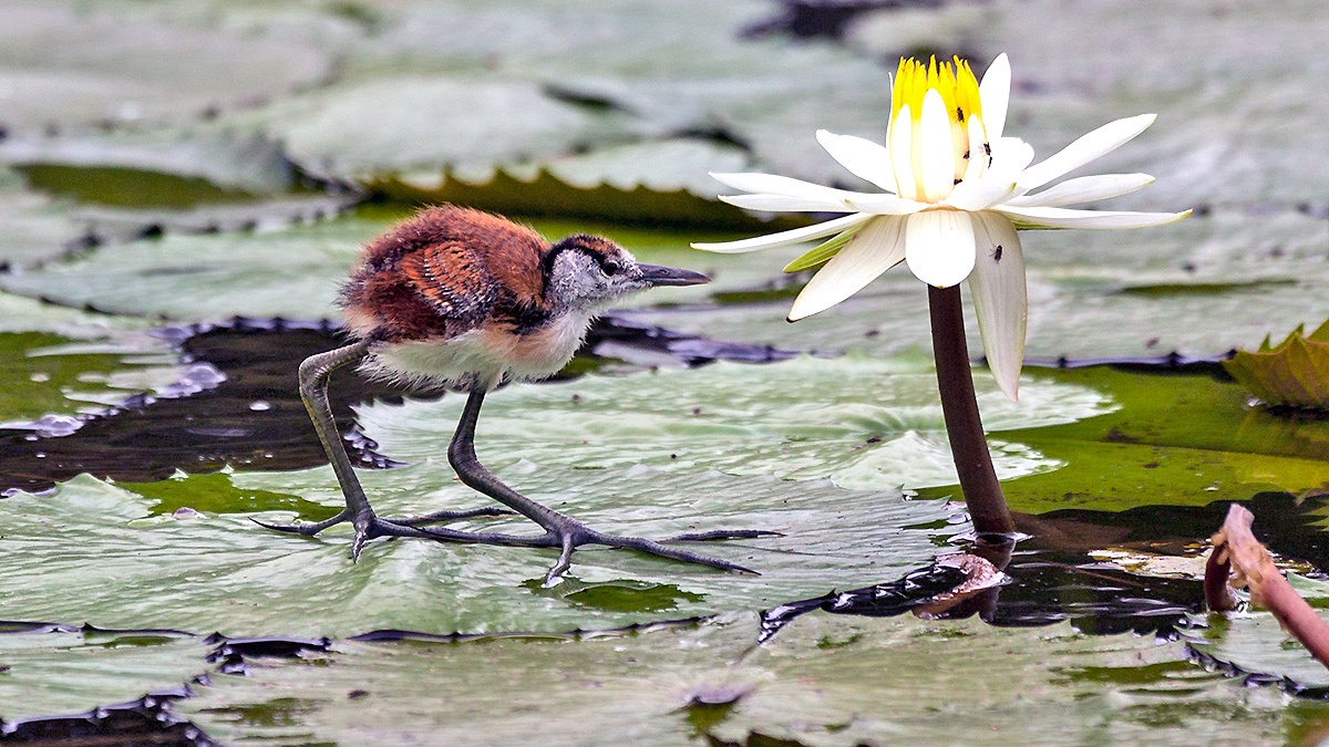 African Jacana [Actophilornis africanus]
