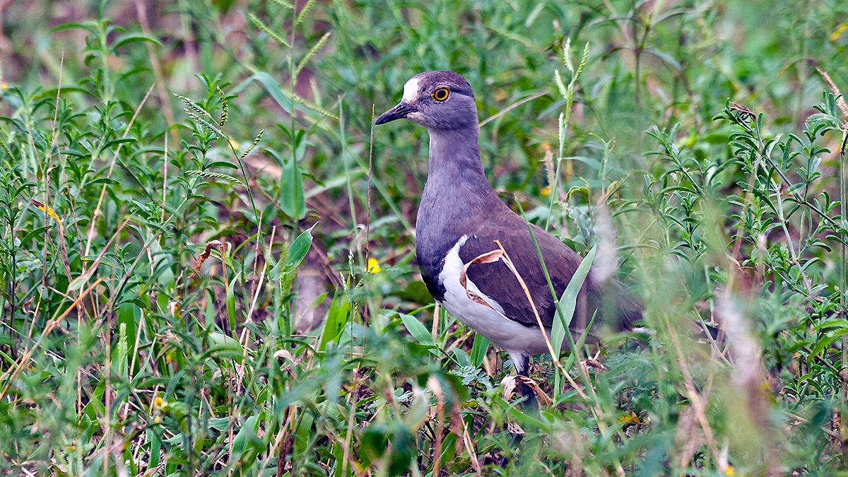 Senegal Lapwing [Vanellus lugubris]